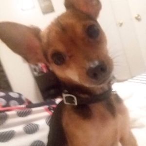 Meet your Posher, Dana